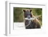 Brown Bear, Katmai National Park, Alaska-Paul Souders-Framed Photographic Print