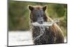 Brown Bear, Katmai National Park, Alaska-Paul Souders-Mounted Photographic Print