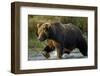 Brown Bear, Katmai National Park, Alaska-Paul Souders-Framed Photographic Print