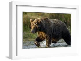 Brown Bear, Katmai National Park, Alaska-Paul Souders-Framed Photographic Print