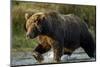 Brown Bear, Katmai National Park, Alaska-Paul Souders-Mounted Photographic Print