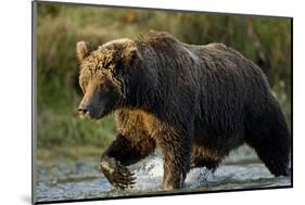 Brown Bear, Katmai National Park, Alaska-Paul Souders-Mounted Photographic Print