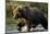 Brown Bear, Katmai National Park, Alaska-Paul Souders-Mounted Photographic Print