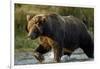 Brown Bear, Katmai National Park, Alaska-Paul Souders-Framed Photographic Print