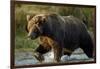 Brown Bear, Katmai National Park, Alaska-Paul Souders-Framed Photographic Print