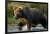 Brown Bear, Katmai National Park, Alaska-Paul Souders-Framed Photographic Print