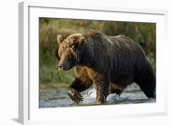 Brown Bear, Katmai National Park, Alaska-Paul Souders-Framed Photographic Print