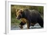 Brown Bear, Katmai National Park, Alaska-Paul Souders-Framed Photographic Print