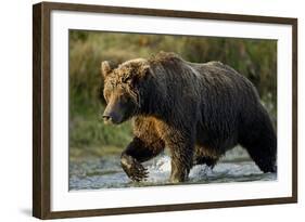 Brown Bear, Katmai National Park, Alaska-Paul Souders-Framed Photographic Print