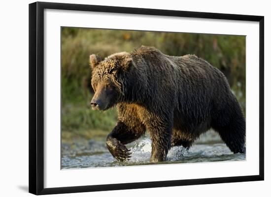 Brown Bear, Katmai National Park, Alaska-Paul Souders-Framed Photographic Print