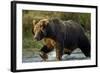 Brown Bear, Katmai National Park, Alaska-Paul Souders-Framed Photographic Print