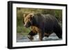 Brown Bear, Katmai National Park, Alaska-Paul Souders-Framed Photographic Print