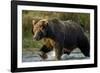 Brown Bear, Katmai National Park, Alaska-Paul Souders-Framed Photographic Print