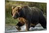 Brown Bear, Katmai National Park, Alaska-Paul Souders-Mounted Photographic Print