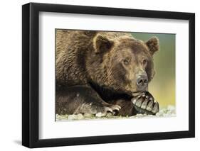 Brown Bear, Katmai National Park, Alaska-Paul Souders-Framed Photographic Print