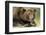 Brown Bear, Katmai National Park, Alaska-Paul Souders-Framed Photographic Print