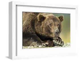 Brown Bear, Katmai National Park, Alaska-Paul Souders-Framed Photographic Print