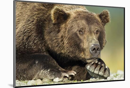 Brown Bear, Katmai National Park, Alaska-Paul Souders-Mounted Photographic Print