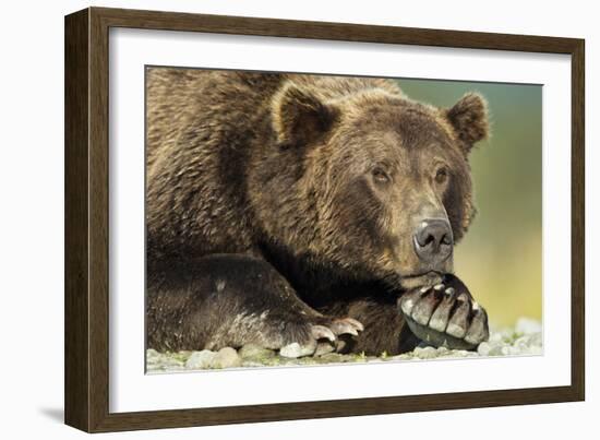 Brown Bear, Katmai National Park, Alaska-Paul Souders-Framed Photographic Print