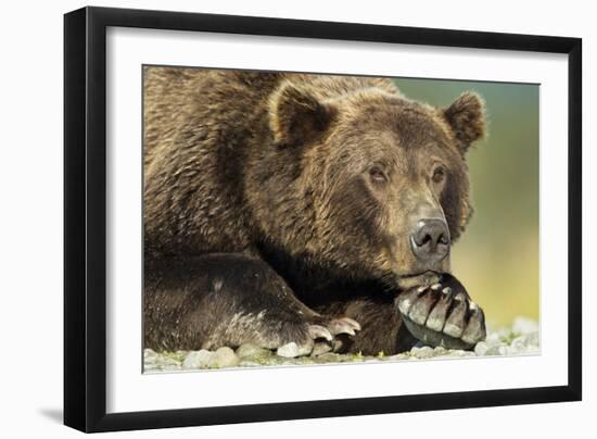 Brown Bear, Katmai National Park, Alaska-Paul Souders-Framed Photographic Print