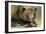 Brown Bear, Katmai National Park, Alaska-Paul Souders-Framed Photographic Print