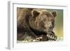 Brown Bear, Katmai National Park, Alaska-Paul Souders-Framed Photographic Print