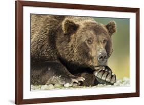 Brown Bear, Katmai National Park, Alaska-Paul Souders-Framed Photographic Print