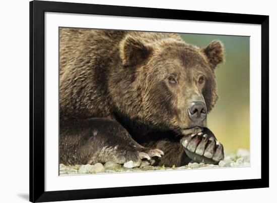 Brown Bear, Katmai National Park, Alaska-Paul Souders-Framed Photographic Print