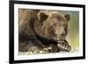 Brown Bear, Katmai National Park, Alaska-Paul Souders-Framed Photographic Print