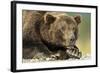 Brown Bear, Katmai National Park, Alaska-Paul Souders-Framed Photographic Print