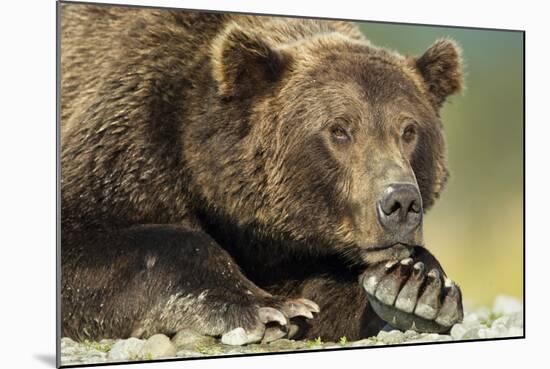 Brown Bear, Katmai National Park, Alaska-Paul Souders-Mounted Photographic Print