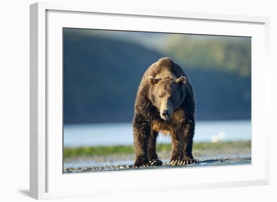 Brown Bear, Katmai National Park, Alaska-Paul Souders-Framed Photographic Print