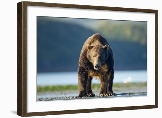 Brown Bear, Katmai National Park, Alaska-Paul Souders-Framed Photographic Print