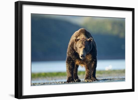 Brown Bear, Katmai National Park, Alaska-Paul Souders-Framed Photographic Print