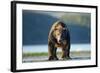 Brown Bear, Katmai National Park, Alaska-Paul Souders-Framed Photographic Print