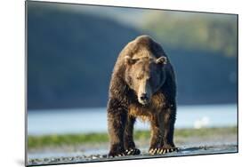 Brown Bear, Katmai National Park, Alaska-Paul Souders-Mounted Photographic Print