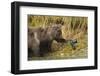 Brown Bear, Katmai National Park, Alaska-Paul Souders-Framed Photographic Print