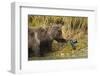 Brown Bear, Katmai National Park, Alaska-Paul Souders-Framed Photographic Print