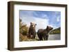 Brown Bear, Katmai National Park, Alaska-Paul Souders-Framed Photographic Print