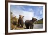 Brown Bear, Katmai National Park, Alaska-Paul Souders-Framed Photographic Print