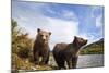 Brown Bear, Katmai National Park, Alaska-Paul Souders-Mounted Photographic Print