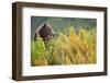 Brown Bear, Katmai National Park, Alaska-Paul Souders-Framed Photographic Print