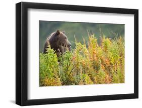 Brown Bear, Katmai National Park, Alaska-Paul Souders-Framed Photographic Print