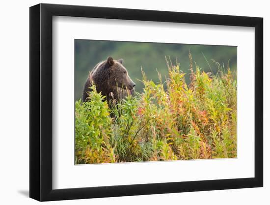 Brown Bear, Katmai National Park, Alaska-Paul Souders-Framed Photographic Print