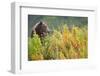 Brown Bear, Katmai National Park, Alaska-Paul Souders-Framed Photographic Print