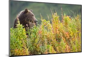 Brown Bear, Katmai National Park, Alaska-Paul Souders-Mounted Photographic Print