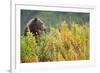 Brown Bear, Katmai National Park, Alaska-Paul Souders-Framed Photographic Print