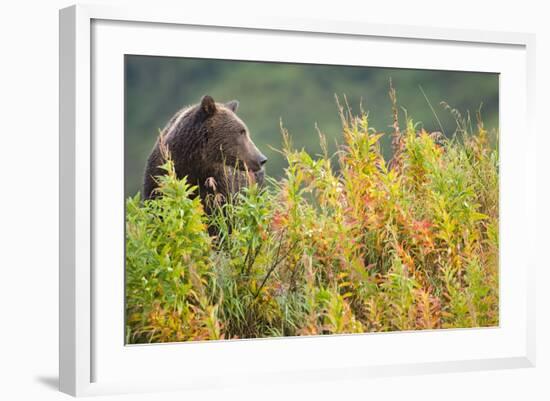 Brown Bear, Katmai National Park, Alaska-Paul Souders-Framed Photographic Print