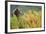 Brown Bear, Katmai National Park, Alaska-Paul Souders-Framed Photographic Print