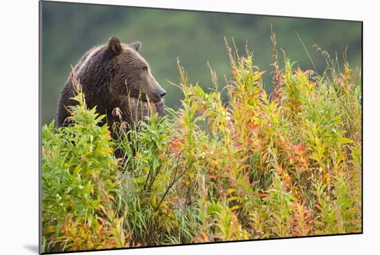 Brown Bear, Katmai National Park, Alaska-Paul Souders-Mounted Photographic Print